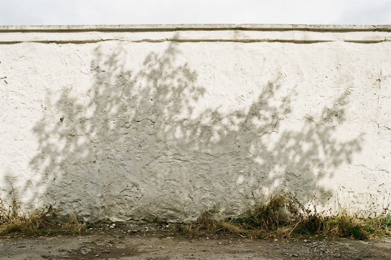 A bare lime washed wall carrying only the shadow of a tree out of frame.