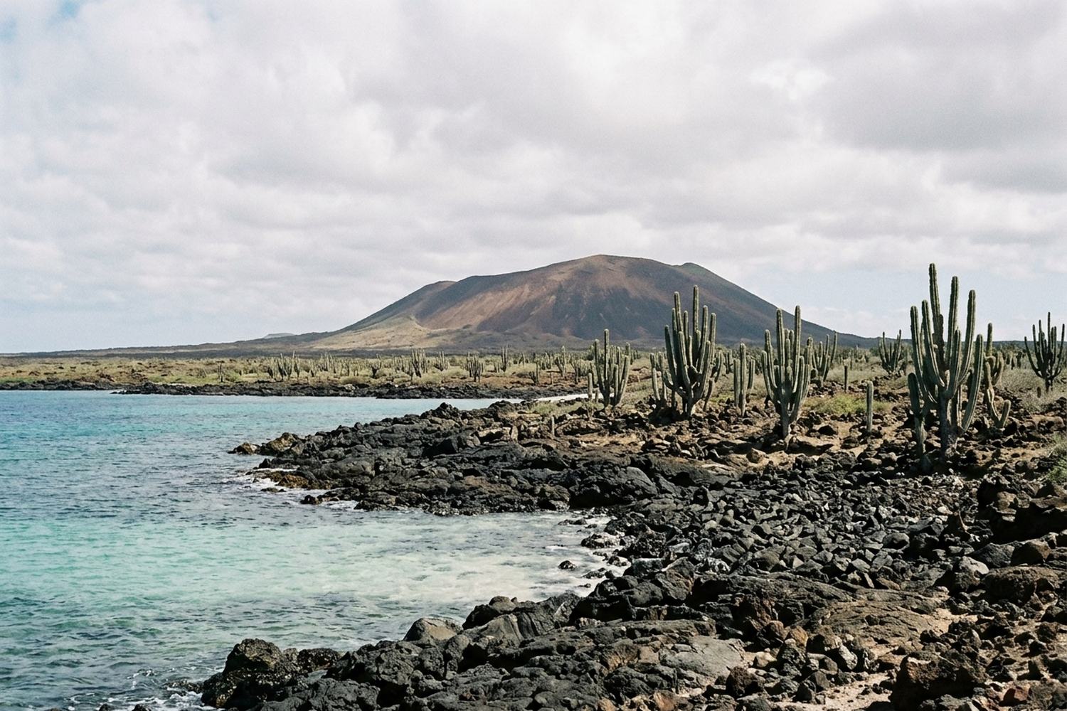 Broken black lava rock meeting clear shallow water, with columnar cacti behind.